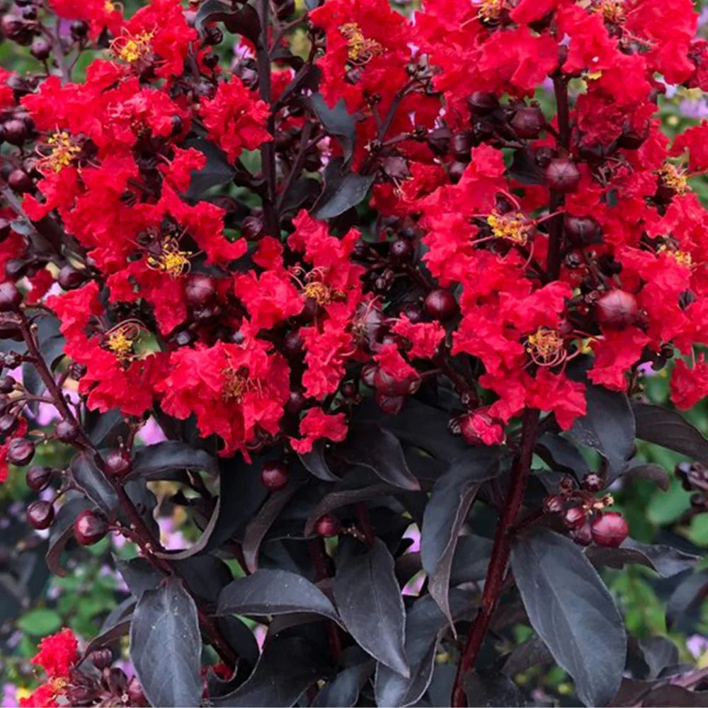 Proven Winner 3-4 ft. tall Center Stage Red Crape Myrtle Live Tree in 7-Gallon Grower Pot