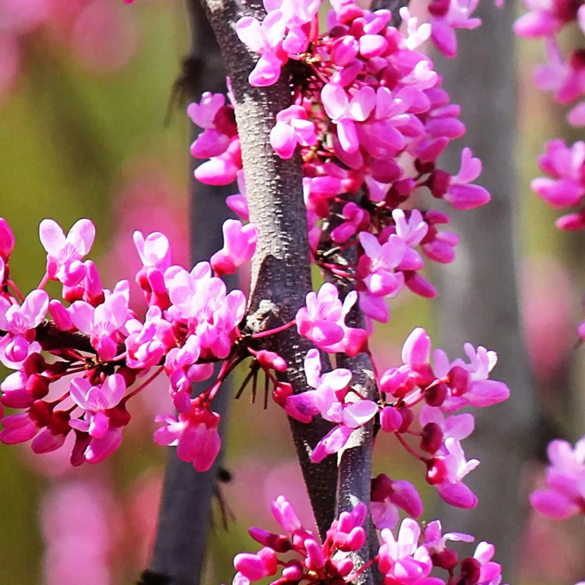 Expert Gardener 3-4 ft. tall Weeping Ruby Falls Redbud Live Tree in 7-Gallon Grower Pot