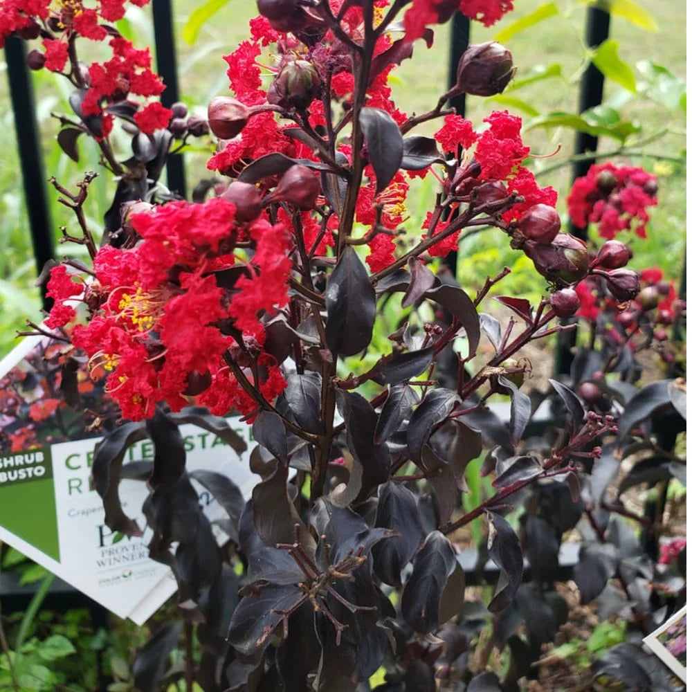 Proven Winner 3-4 ft. tall Center Stage Red Crape Myrtle Live Tree in 7-Gallon Grower Pot