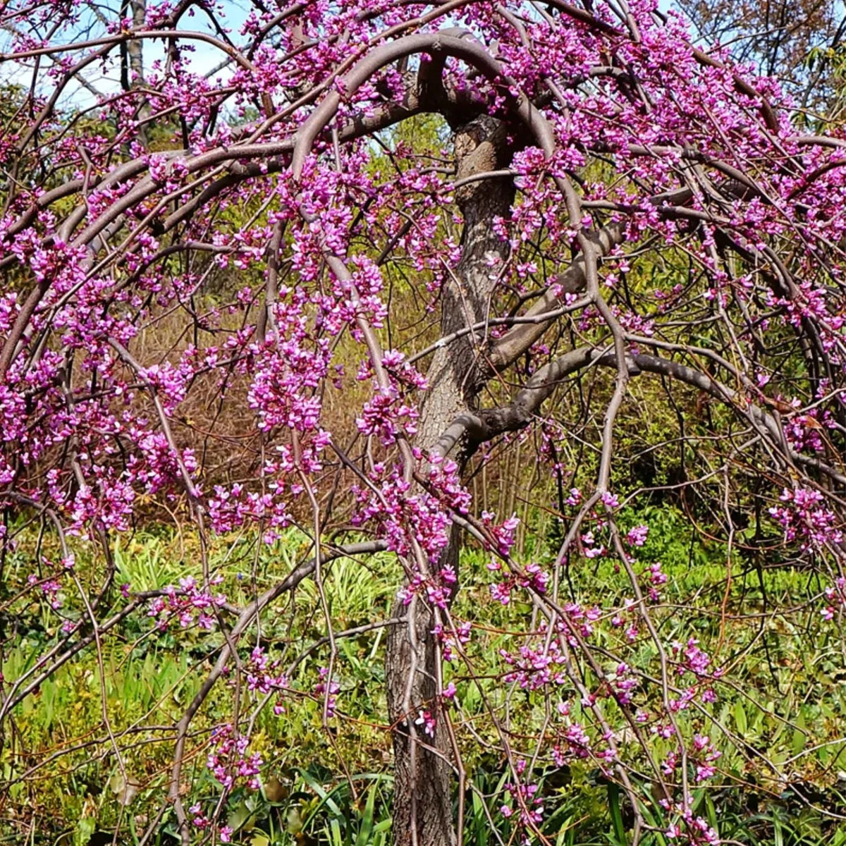 Expert Gardener 3-4 ft. tall Weeping Ruby Falls Redbud Live Tree in 7-Gallon Grower Pot