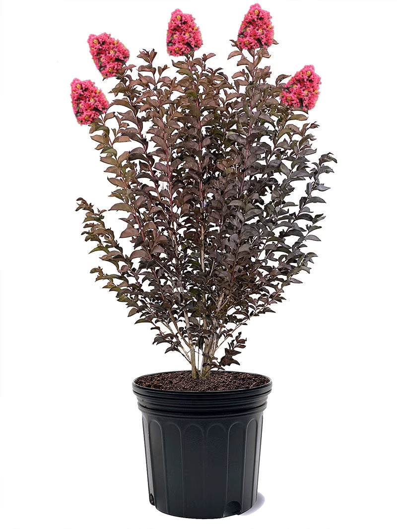 Proven Winner 3-4 ft. tall Center Stage Red Crape Myrtle Live Tree in 7-Gallon Grower Pot